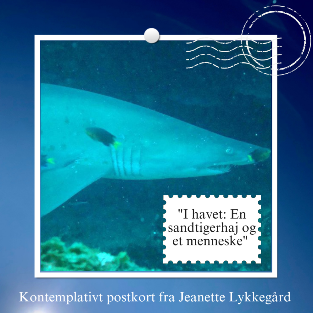Postkort: I havet_Jeanette Lykkegård