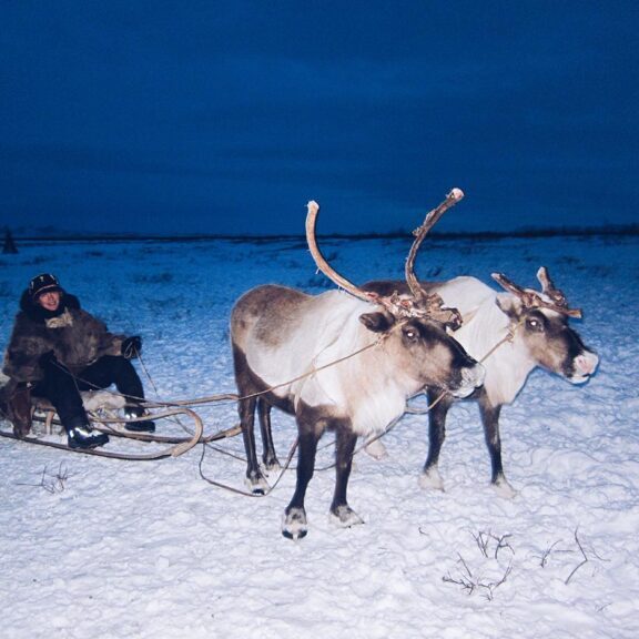 Jeanette Lykkegård med rensdyr på feltarbejde i Sibir