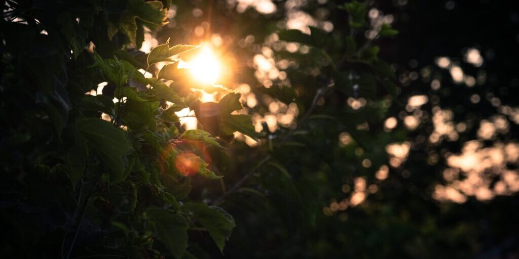Solen skinner gennem blade. Foto: Scotty Turner